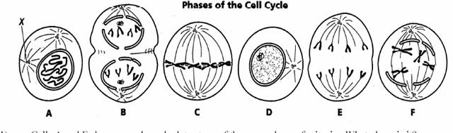 Mitosis Worksheet