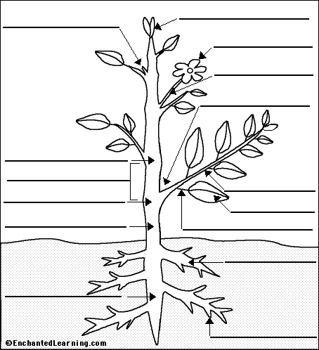 Label Flowering Plant Anatomy Glossary