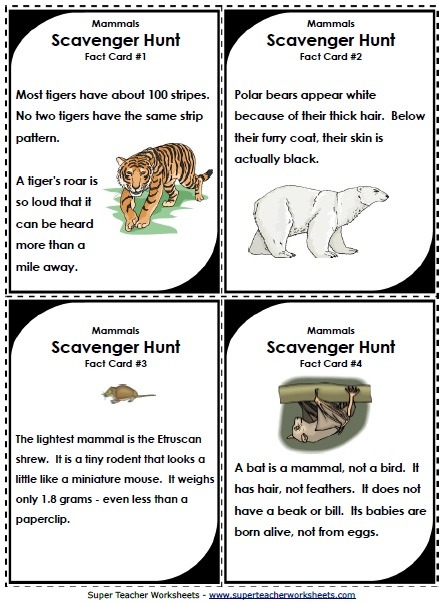 Science  Animal Worksheets
