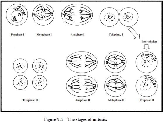 Meiosis Worksheet