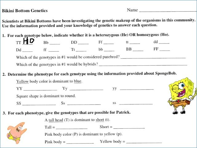 Monohybrid Cross Problems Worksheet With Answers