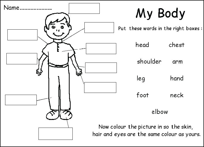 Parts Of The Body Coloring Pages For Preschool Parts Of The Body