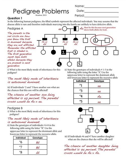 Human Pedigree Worksheet