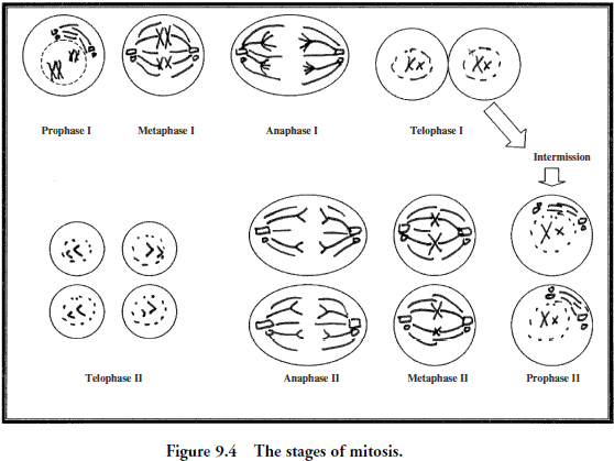 Phases Of Meiosis Worksheet