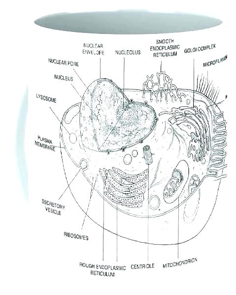 Plant Cell Coloring Answers Animal Diagram Label Parts Worksheet