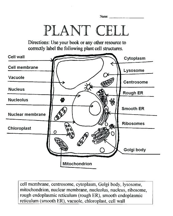 Plant Cell Coloring Diagram Animal Worksheet Biology Page Free