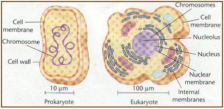 Cell Biology