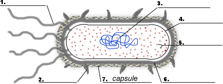 Top Prokaryote Coloring Sheet Answers Ideas