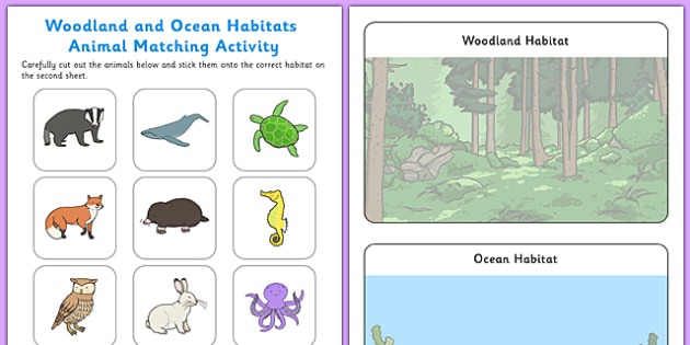 Woodland And Ocean Habitats Animal Sorting Worksheet   Worksheet