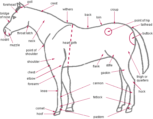 Horse Camp Kick