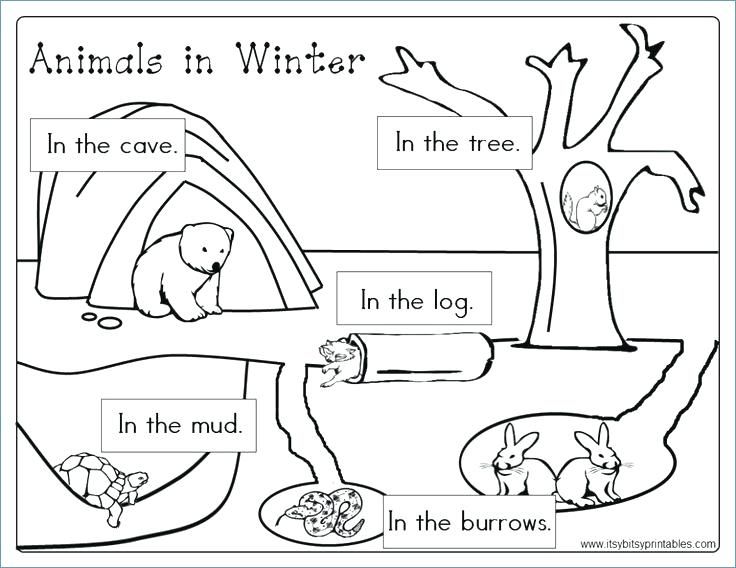 Animals In Winter Printable Worksheetsf