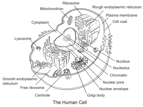 Cell Diagram Coloring