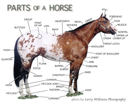 Printables  Horse Anatomy Worksheet  Lemonlilyfestival Worksheets