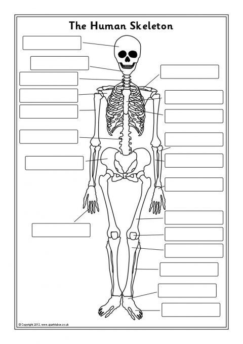 Human Skeleton Labelling Sheets (sb7889)