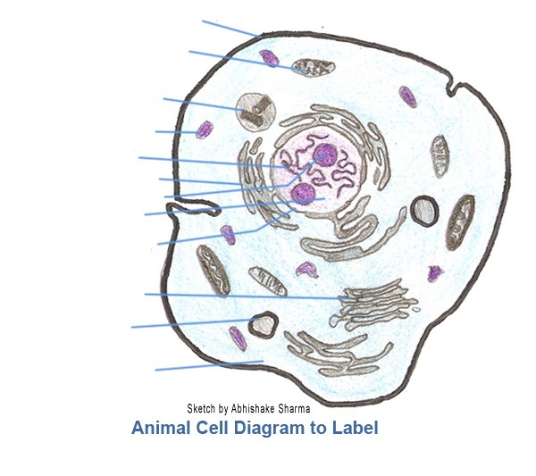 Free Animal Cell Unlabeled, Download Free Clip Art, Free Clip Art