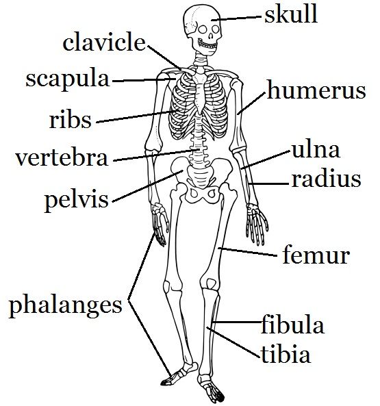 Skeleton Worksheet And Craft