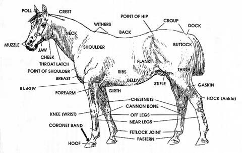 Printables  Horse Anatomy Worksheet  Lemonlilyfestival Worksheets