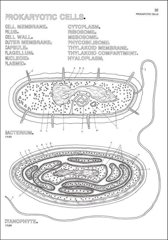 Beautiful The Biology Coloring Book Animal Cell Ensign