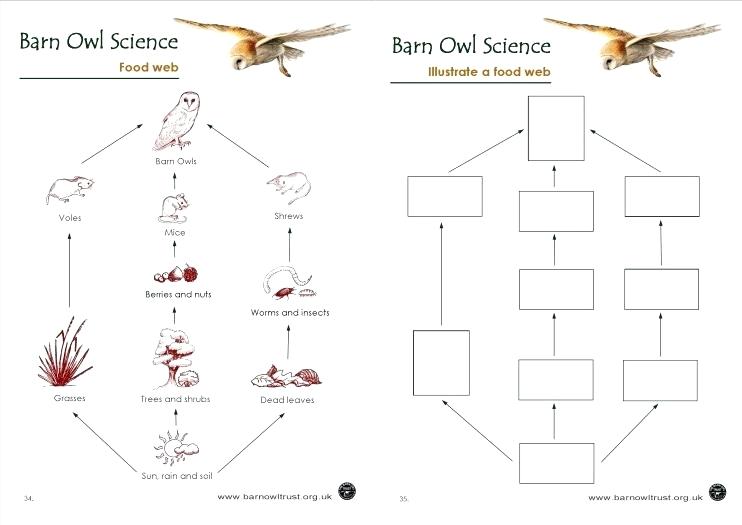 Blank Food Web Template 27 Images Of Food Chain Blank Template