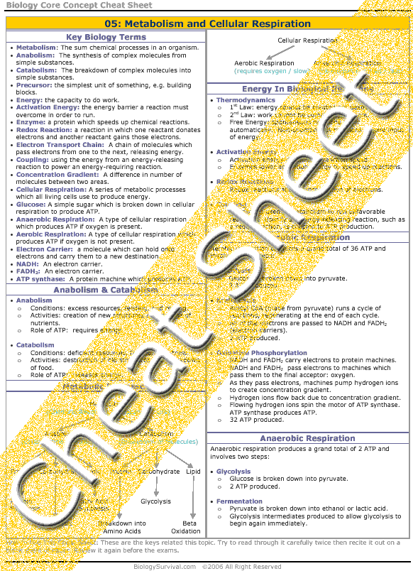 College Biology  Metabolism And Cellular Respiration