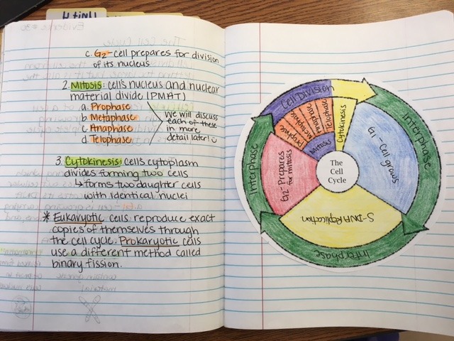 Cell Cycle Coloring Worksheet