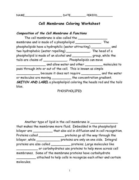 Cell Membrane Worksheet Answers Cell Membrane Coloring Worksheet