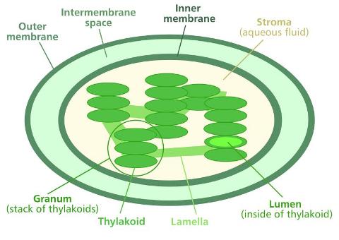 Biology For Kids  Plant Cell Chloroplasts