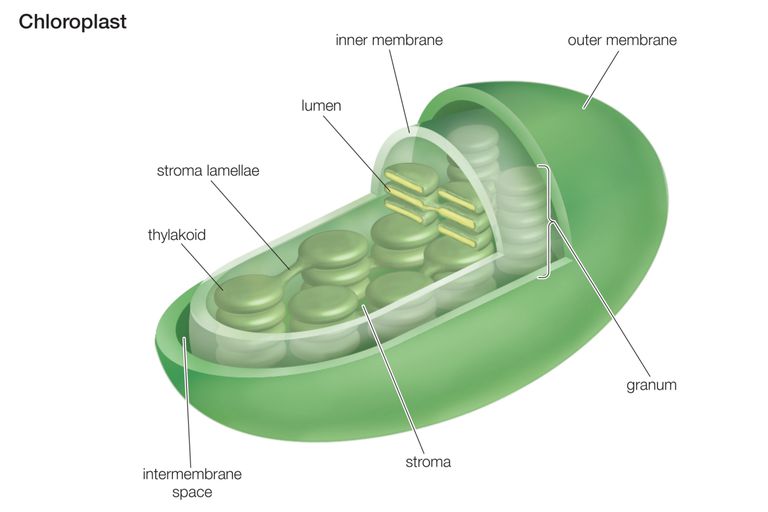 Chloroplasts