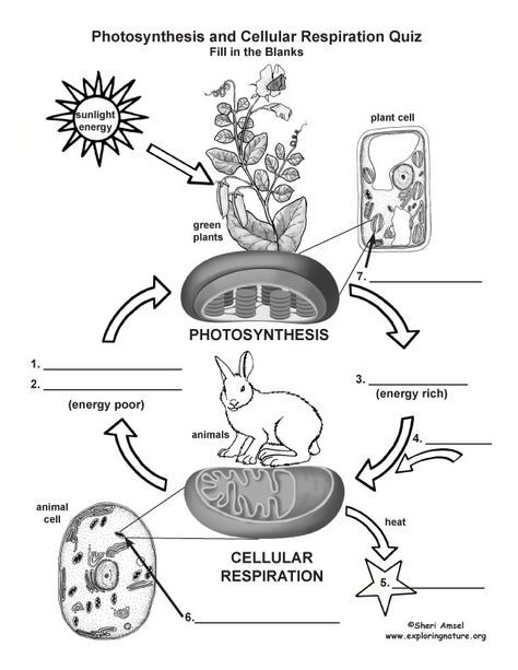 Learn More About Cellular Respiration On Exploringnature Org