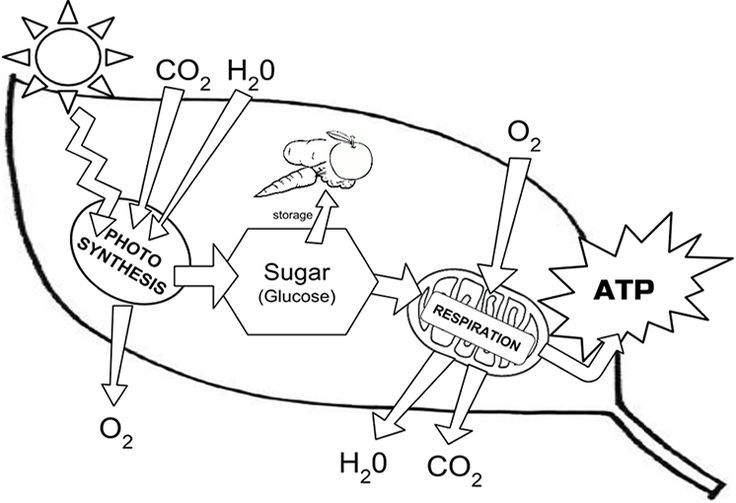 Photosynthesis Chloroplast Structure And Function Leaf Diagram