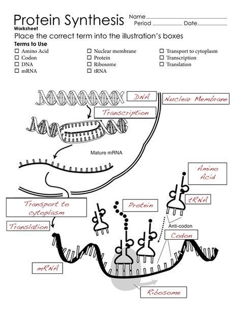 Fresh Dna Codon Chart Dna Rna And Protein Synthesis Worksheet