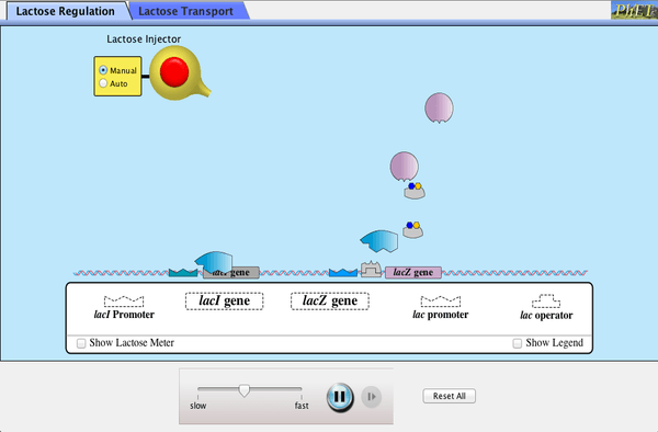 Gene Machine  The Lac Operon