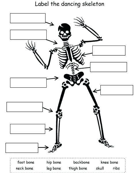 Human Skeleton Worksheets Kindergarten Human Skeleton Worksheets