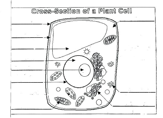 Label Plant Cell Worksheet Plant Cell Diagram Worksheet Unlabeled