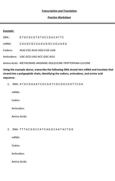 Solved  Transcription And Translation Practice Worksheet E