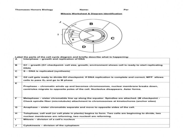 Mitosis Worksheet And Diagram Identification