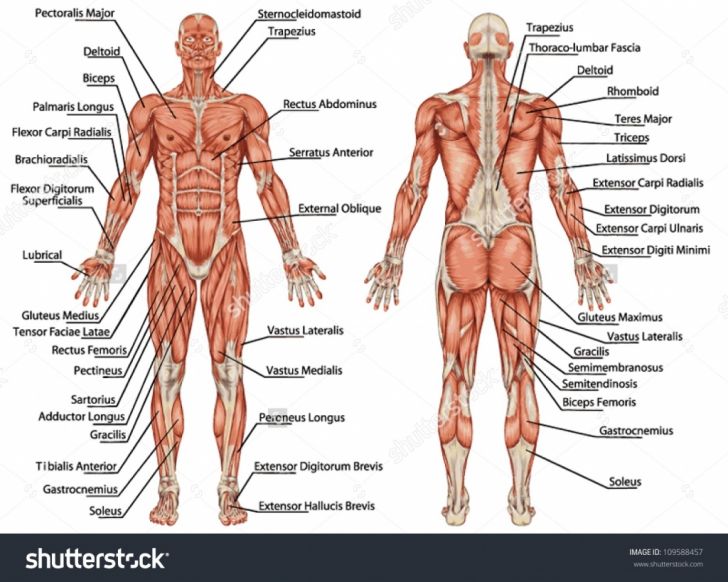 Muscular System Labeling Worksheet
