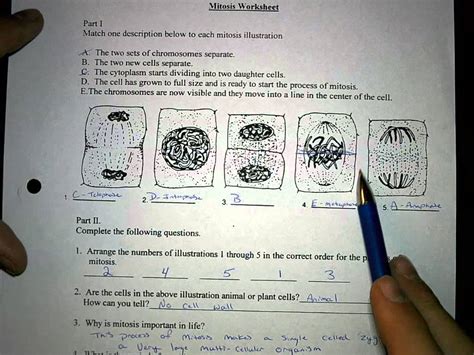 Mitosis Worksheet And Diagram Identification Answers Free Worksheets