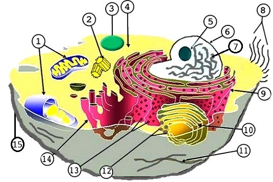 Free Animal Cell Unlabeled, Download Free Clip Art, Free Clip Art