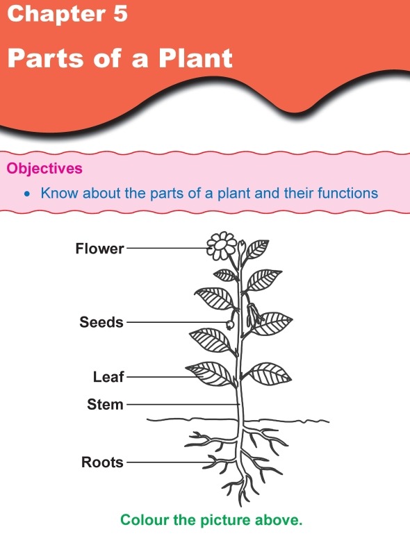Grade 1 Science Lesson 5 Parts Of A Plant