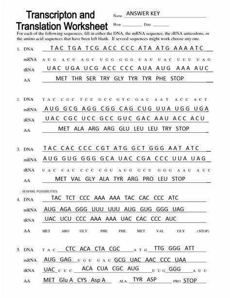 Transcription And Translation Worksheet Answer Key