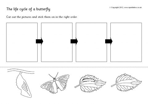 Butterfly Life Cycle Cut And Stick (sb144)
