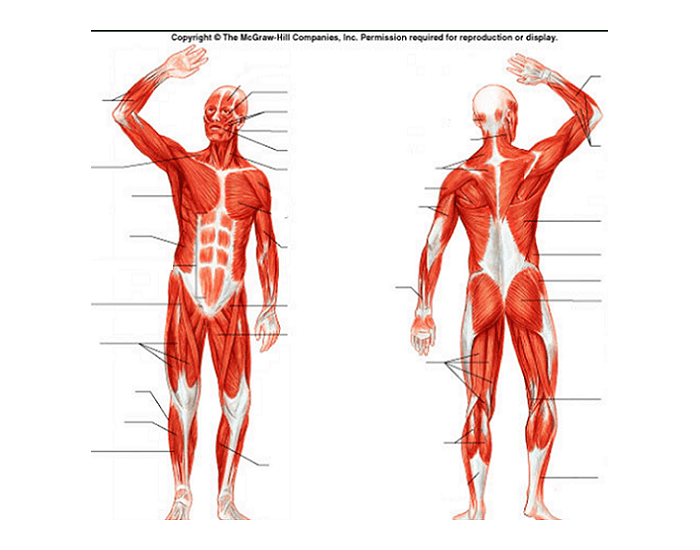 Human Muscles Of The Body Diagram Unlabeled