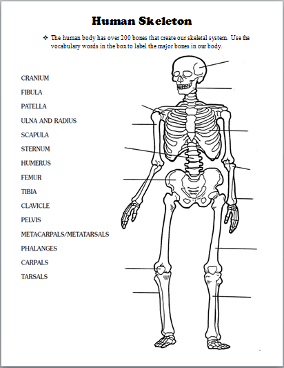 Skeletal System