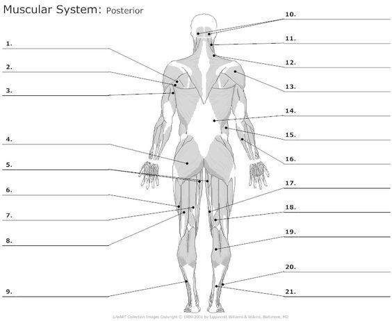 Posterior Muscles Unlabeled