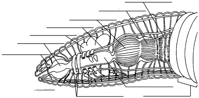 Earthworm Anatomy And Dissection