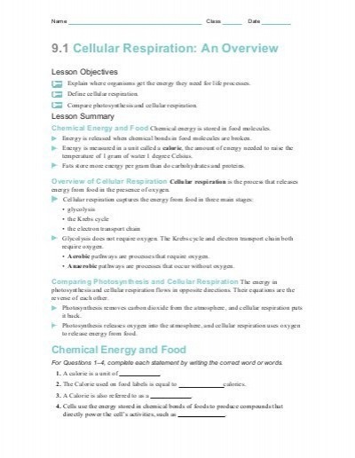 Cell Respiration Worksheet