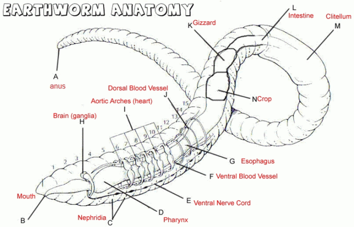 Earthworm Dissection Worksheet