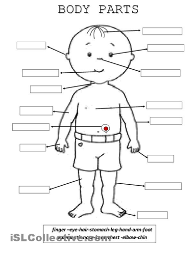 Image Result For Parts Of The Body Worksheet