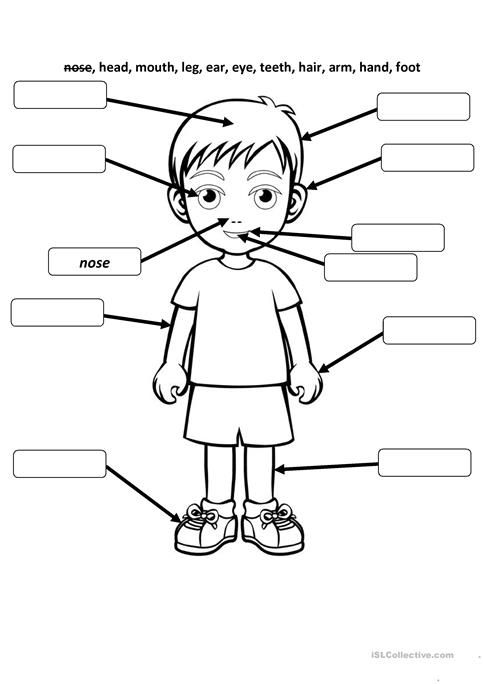 Body And Face Parts Worksheet